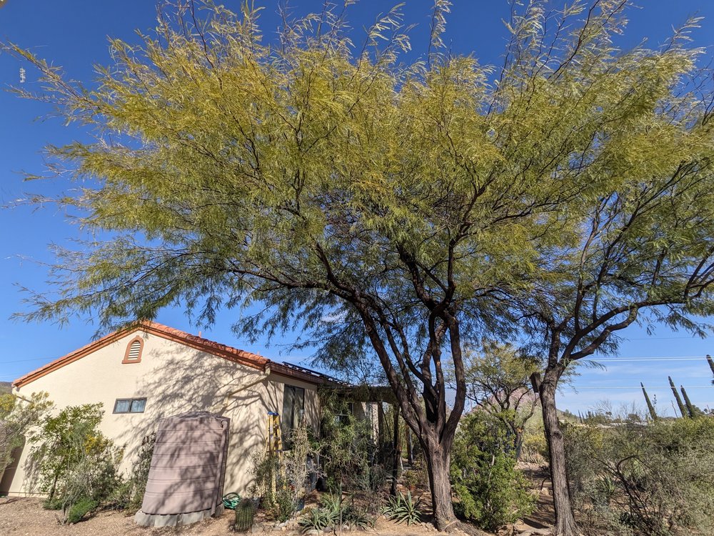 Munoz landscaping - tree service in Tucson, AZ