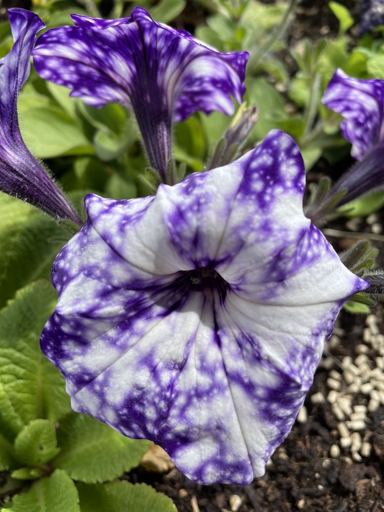 CASCADE GREENHOUSE 73 Photos & 20 Reviews 6005 NE 139th St