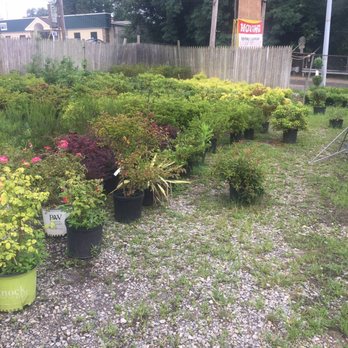 Hillside Nursery - plants for sale (old location) - Nurseries & Gardening Near Me - Clifton Heights, Pennsylvania Hillside Nursery - plants for sale (old location) - Nurseries & Gardening Near Me - Clifton Heights, Pennsylvania