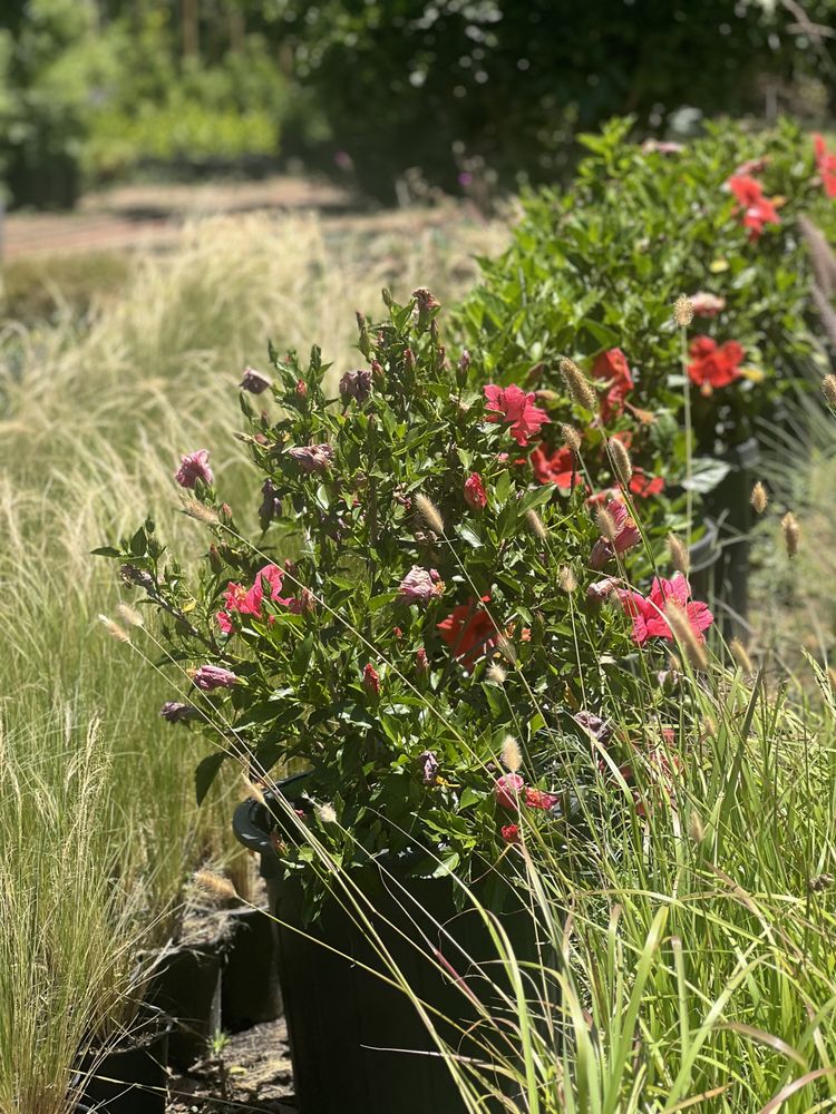 P&B NURSERY Updated August 2024 15150 Vesper Rd, Valley Center