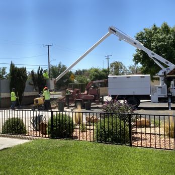 Performance Tree Service - In process - Tree Services Near Me