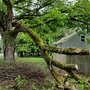 Photo of Simonson Tree Service