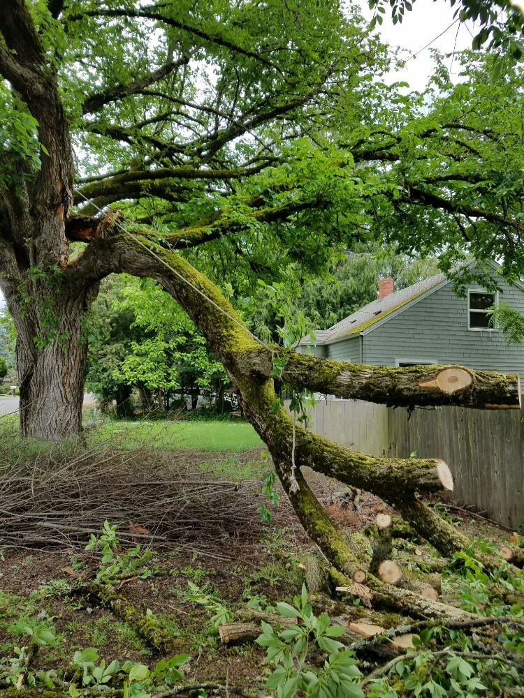 Simonson Tree Service - tree service in Springfield, OR