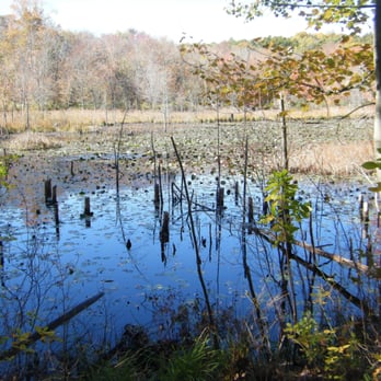 Great Cedar Conservation Area - Yep, it's a swamp - Hiking Near Me - Old Saybrook, Connecticut