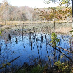 Great Cedar Conservation Area - Yep, it's a swamp