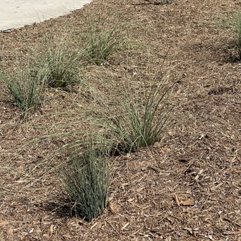 Green Cactus Landscapes - Rain Garden - Landscaping Near Me