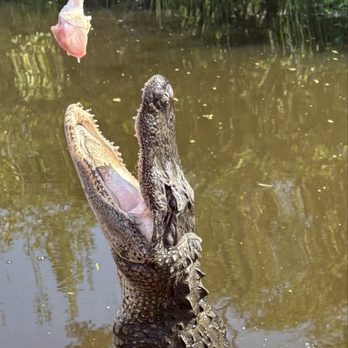 Ragin Cajun Airboat Tours - Boat Tours Near Me - Luling, Louisiana Ragin Cajun Airboat Tours - Boat Tours Near Me - Luling, Louisiana