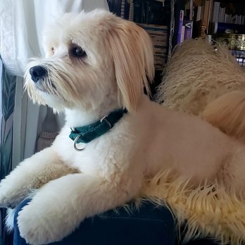 Jesse's Pet Grooming - Here is my Llasa Apso today. I asked for a longer, teddybear look & provided a sample pic. It was done beautifully. - Pet Groomers Near Me - Los Angeles, California
