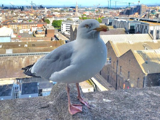 1837 Bar & Brasserie at Guinness Storehouse by null