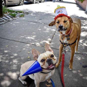 Your Spoiled Pets - Lucho and Stevie celebrating Stevie's birthday on their walk with YSP - Dog Walkers Near Me - Greenpoint Brooklyn, New York Your Spoiled Pets - Lucho and Stevie celebrating Stevie's birthday on their walk with YSP - Dog Walkers Near Me - Greenpoint Brooklyn, New York