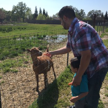 GoatHouse Brewing Co - Feeding carrots to the goats - Breweries Near Me - Lincoln, California GoatHouse Brewing Co - Feeding carrots to the goats - Breweries Near Me - Lincoln, California