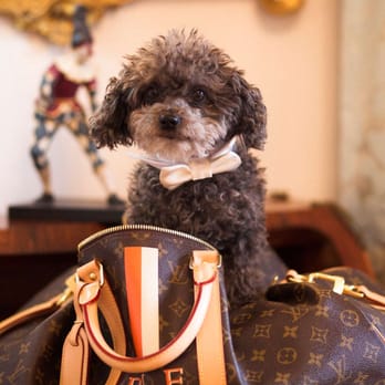 Bentley Pet Mobile - Pet Groomers Near Me