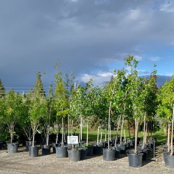Vern's Nursery - Nurseries & Gardening Near Me - Hamilton, Montana Vern's Nursery - Nurseries & Gardening Near Me - Hamilton, Montana