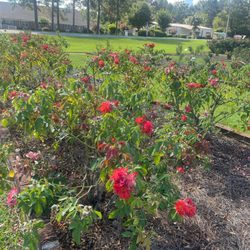 Thomasville Rose Garden
