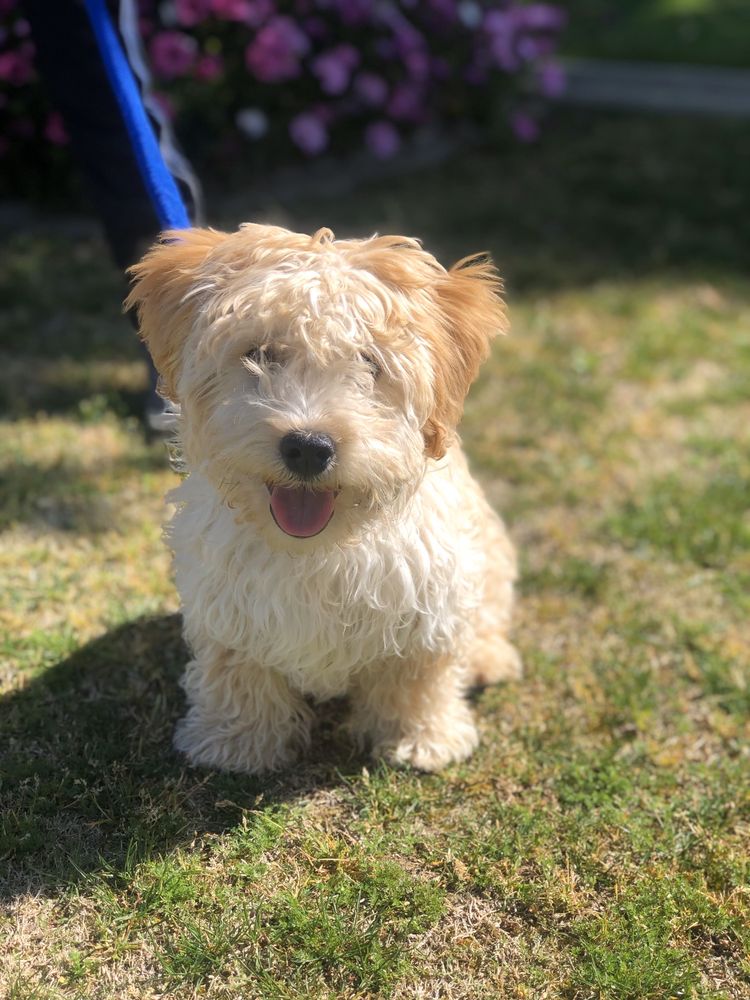 DEETAILS MOBILE PET GROOMING 33 Photos & 30 Reviews Bakersfield