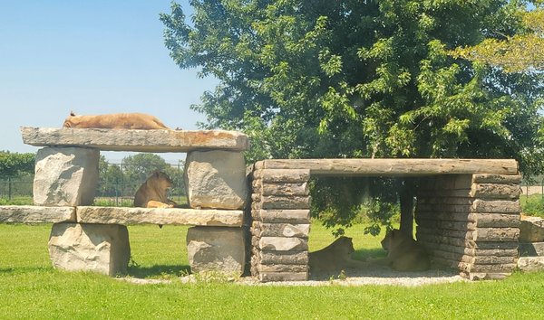 African Lion Safari by null