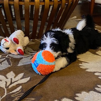 McDoodles of Texas - Playing with his toys - Pet Breeders Near Me McDoodles of Texas - Playing with his toys - Pet Breeders Near Me