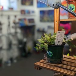 Art Garden AVL - Interior