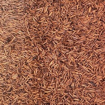 Vivotein - Livestock Feed & Supply Near Me Vivotein - Livestock Feed & Supply Near Me