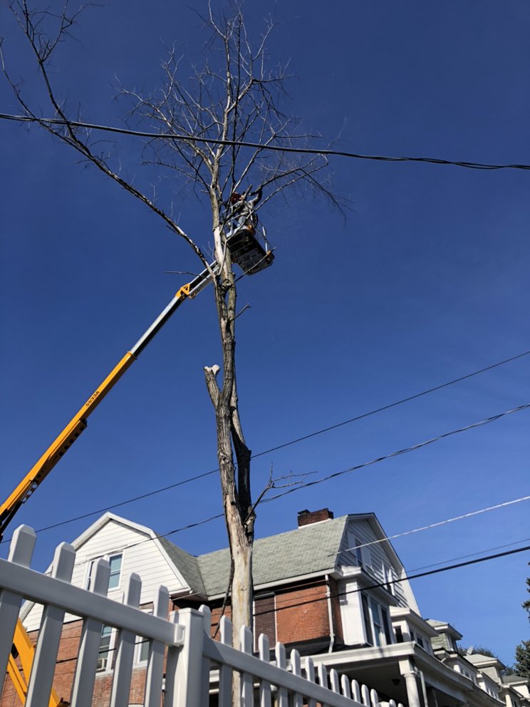 Crumling Outdoor Services - tree service in York Haven, PA