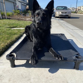 Spectrum Canine - Chief on his place all thanks to Spectrum Canine Training! Never thought this would be possible. - Pet Training Near Me