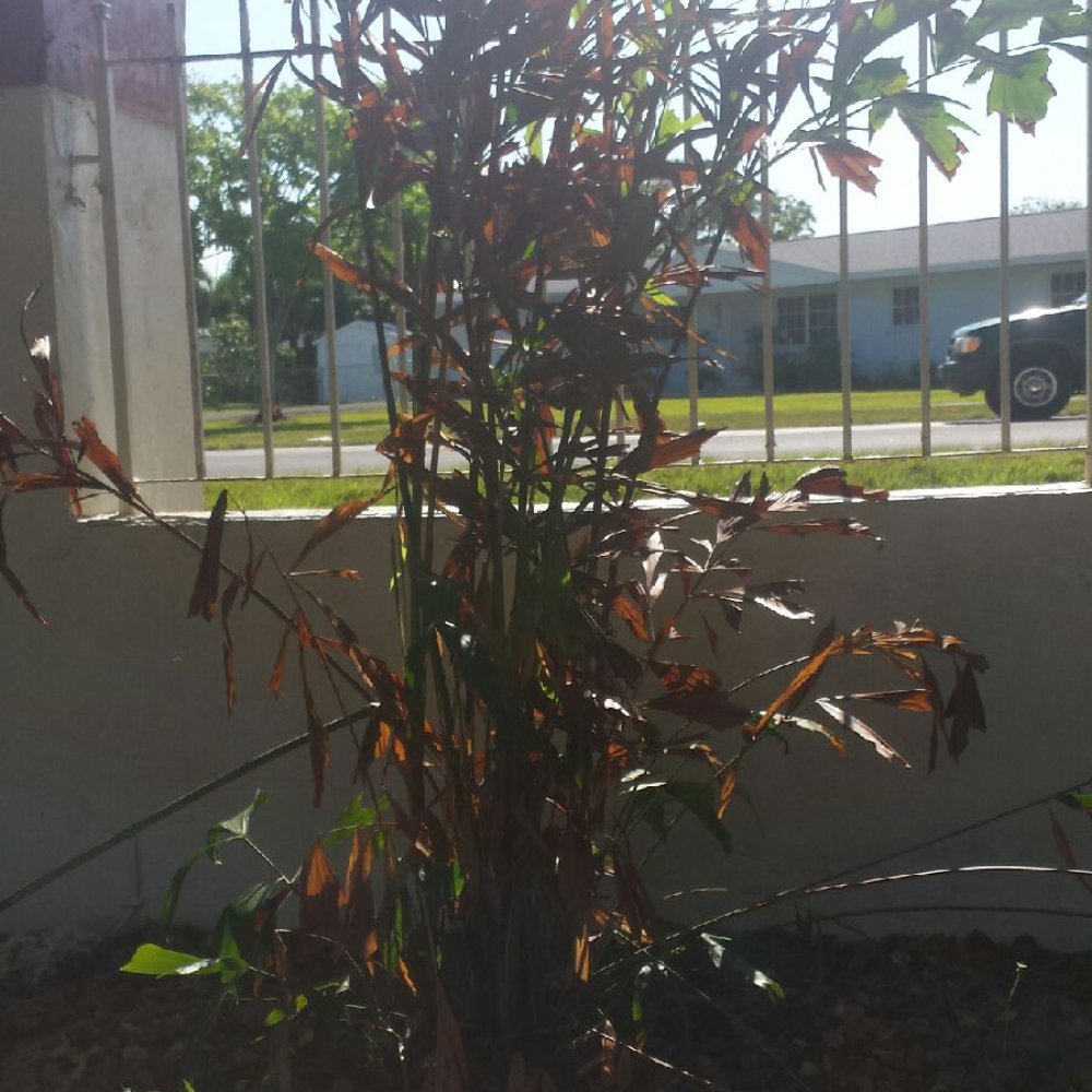 Tod Anderson took $2500, of my money and planted 9 of these dying Palm Trees. Within Days of planting these, they now look like THIS. Tod Anderson took $2500, of my money and planted 9 of these dying Palm Trees. Within Days of planting these, they now look like THIS.
