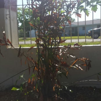 Anderson Landscaping - Tod Anderson took $2500, of my money and planted 9 of these dying Palm Trees.  Within Days of planting these, they now look like THIS. - Landscaping Near Me - Homestead, Florida