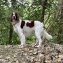 Photo of Aisling Cudo - Irish Red & White Setters