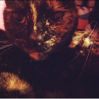 At Garden's Edge - My tortishell Peabee :) - Pet Cremation Services Near Me - Alhambra, California