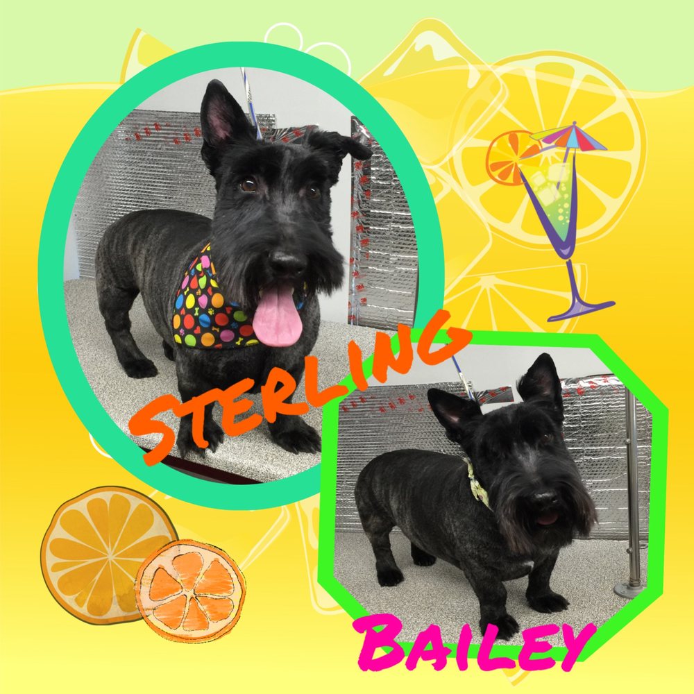 PLATINUM PAWS Updated September 2024 10 Reviews Bakersfield