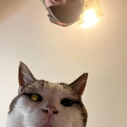 Me and my cat oh yeah Me and my cat oh yeah