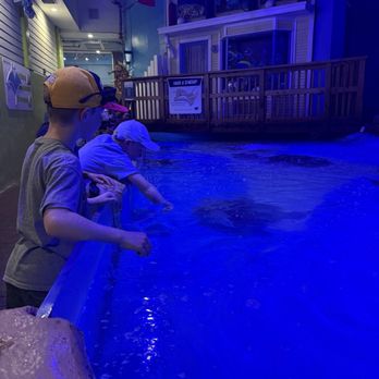 Clearwater Marine Aquarium - Stingray tank - Aquariums Near Me - Clearwater, Florida
