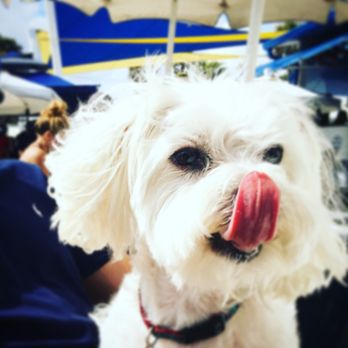 K9 Playland - Pet Sitting Near Me - Charlotte, North Carolina K9 Playland - Pet Sitting Near Me - Charlotte, North Carolina