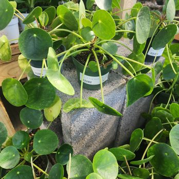 Green Acres Nursery & Supply - Nurseries & Gardening Near Me - Irving, Texas