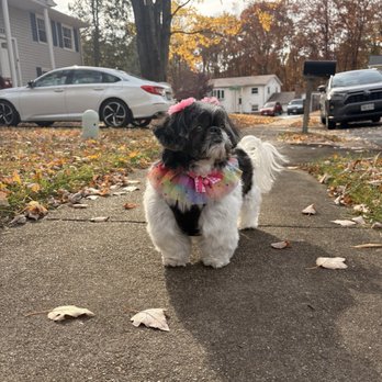 Groomingwles - Pet Groomers Near Me