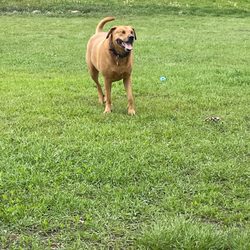 Falconridge Off Leash Area - Falconridge dog park in NE