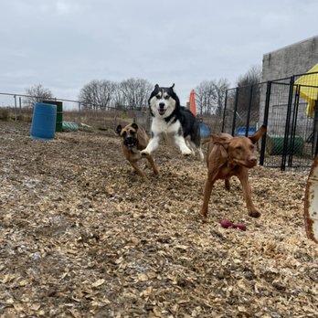 The K9 Spot - Action shots for days!! - Pet Sitting Near Me - Newark, Ohio The K9 Spot - Action shots for days!! - Pet Sitting Near Me - Newark, Ohio