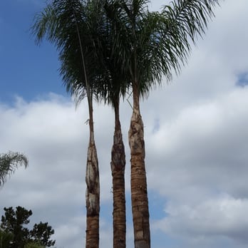 New Image Tree Care - Tree Services Near Me - Corona, California New Image Tree Care - Tree Services Near Me - Corona, California