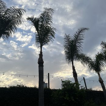 Arevalo Tree Service and Landscape - After - Tree Services Near Me Arevalo Tree Service and Landscape - After - Tree Services Near Me