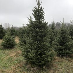Christmas Trees Fresh And Summertime Blueberries - Our 2020 chosen tree.