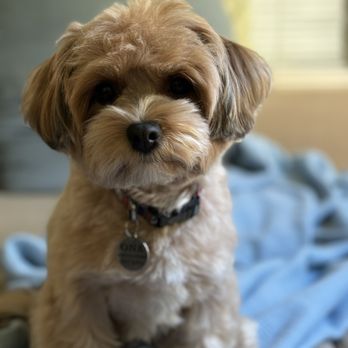 Toy House Dogs - Pet Groomers Near Me - Walnut Creek, California