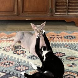 Jacksonville Animal Care and Protective Services - Cat