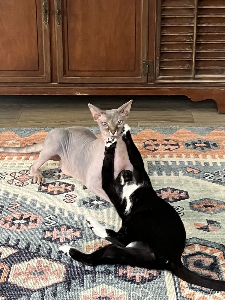 JACKSONVILLE ANIMAL CARE AND PROTECTIVE SERVICES Updated August 2024 58 Photos & 32 Reviews