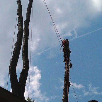 Arbol Tree Service - Tree Services Near Me