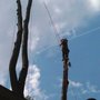 Photo of Arbol Tree Service