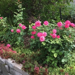 Graceland Gardens