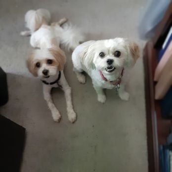 Sky's the Limit Pet Service - Dog Walkers Near Me Sky's the Limit Pet Service - Dog Walkers Near Me