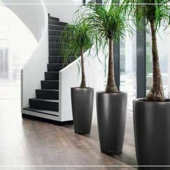 Bloom and Flourish - Indoor plants and maintenance - Indoor Landscaping Near Me Bloom and Flourish - Indoor plants and maintenance - Indoor Landscaping Near Me