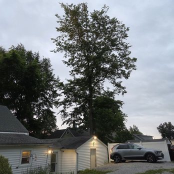 Thebeau Outdoor Services - Tree needing to be taken down diseased - Tree Services Near Me - Belleville, Illinois Thebeau Outdoor Services - Tree needing to be taken down diseased - Tree Services Near Me - Belleville, Illinois