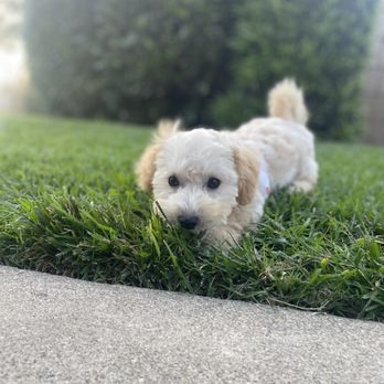 Doggi Dogi Spa - Maltipoo pup - Pet Groomers Near Me - Fullerton, California